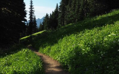 Healing the Trail of Trauma